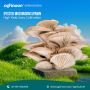 Fresh Mushroom Spawn Logs for Global Export