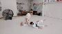 Find the Best Aikido Dojo Classes in Florida