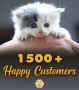 Persian Cat Price in India