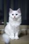 Cats for sale
