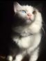 Persian cat for sale
