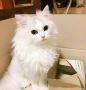 Persian cat price in India