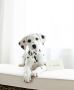 Champion-Bred AKC Dalmatian Puppies Available for Adoption 