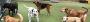 BEST DOG DAYCARE DOWNTOWN CHICAGO 