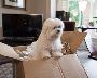 Pet Transportation Services India