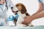 Rabies Titer Test Service