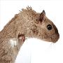 Expert Rodent Removal in NJ 