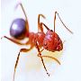 Expert Ant Removal Services in Essex County, NJ Expert Ant Removal Services in Essex County, NJ
