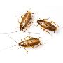 Professional Roach Removal in NJ – ALCO Animal & Pest Contro