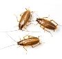 Roach Removal in Union County, NJ – ALCO Animal & Pest Contr