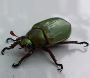 Expert Beetle Removal in NJ – ALCO Animal & Pest Control