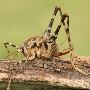 Cave Cricket Removal in NJ – ALCO Animal & Pest Control