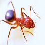 Ants Control in NJ – ALCO Animal & Pest Control