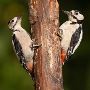 Expert Woodpecker Removal in NJ 