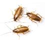 Professional Cockroaches Control in NJ – Safe & Reliable