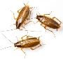 Expert Roach Control in Raritan, NJ – Safe & Effective Solut