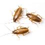 Roach Prevention in Somerset County, NJ