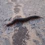 Effective Centipede Prevention in NJ Effective Centipede Prevention in NJ