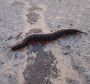 Effective Centipede Prevention in NJ