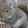 Squirrel Removal in Bergen County, NJ Squirrel Removal in Bergen County, NJ