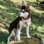 Adopt Alaskan Klee Kai Find Your Forever Friend Today