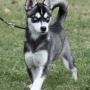 Buy Alaskan Klee Kai Online Trusted Breeders with Fast Shipp