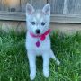 Klee Kai Puppies Find Your Perfect Puppy with Loving Tempera