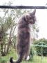 Cat Net Perth