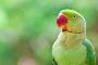 Parrot Care