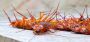 Cockroach Pest Control by Alternative Pest