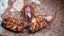 Cockroach Pest Control Near Me Cockroach Pest Control Near Me