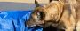 Alva & Moscow, LLC Excels as Dog Bite Lawyer in Philadelphia