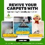 Reliable Carpet Cleaning Experts in Ipswich