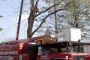 Commercial Tree Service in NJ - Amazing Tree Services