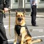 K9 Security Services by AEGIS SECURITY Trained Canine 