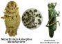 Metarhizium Anisopliae Manufacturer 