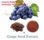 Grape seed extract wholesale