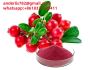 Cranberry Extract wholesale