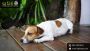 Laryngeal Paralysis in Dogs: Step-by-Step Guide
