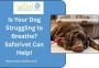  Is Your Dog Struggling to Breathe? Safarivet Can Help!