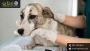How the Summer Season Effects Laryngeal Paralysis in Dogs?