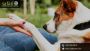 Dog Boarding in League City, TX – What to Ask Before Booking
