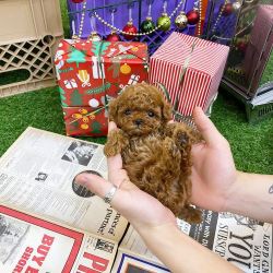 Toy Poodle