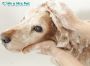 Dog Grooming Services at Best Price in Pune