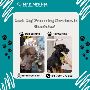 Best Dog Grooming Services at Home in Ghaziabad Best Dog Grooming Services at Home in Ghaziabad