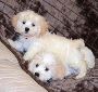 Cockapoo Puppies For Sale in Vijayawada
