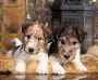 Fox Terrier Wire Puppies For Sale in Vijayawada