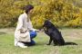 Top-Rated Shamanic Healing for Animals with  Animal Reiki Pl