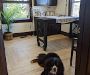 Animal Wellness Veterinary Services