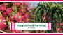  Process of Dragon Fruit Cultivation in India | Tractorkarva